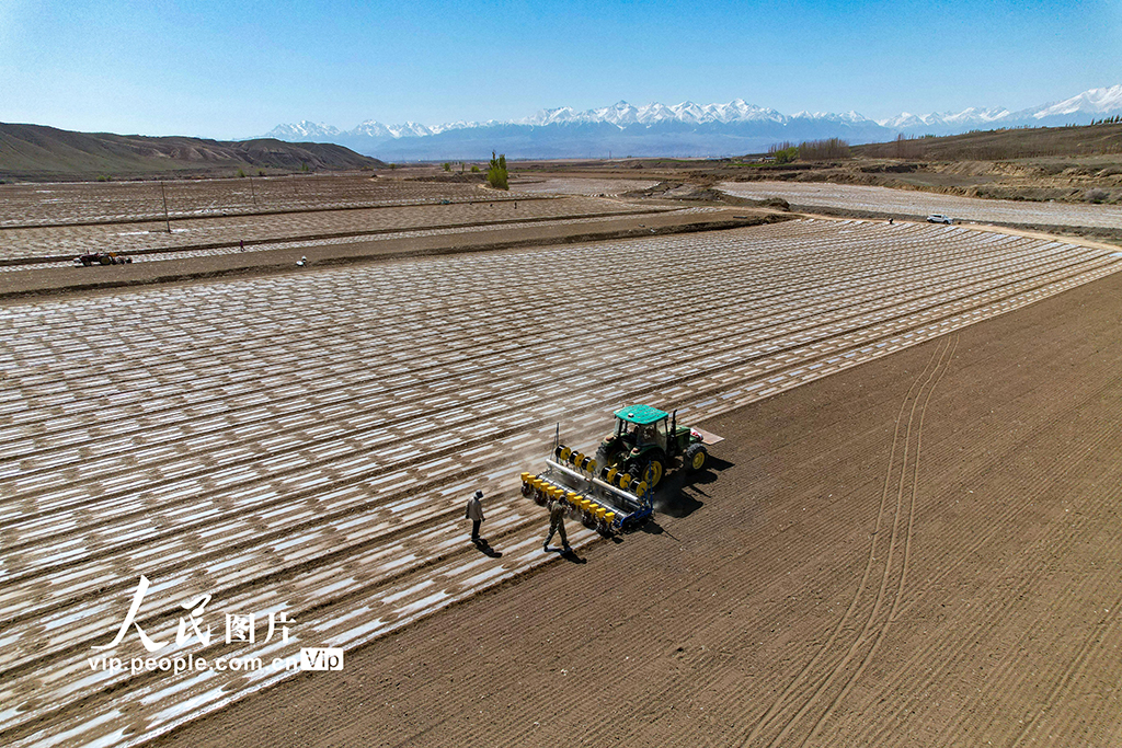 新疆乌苏：棉花播种忙