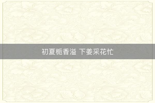 初夏栀香溢 下姜采花忙
