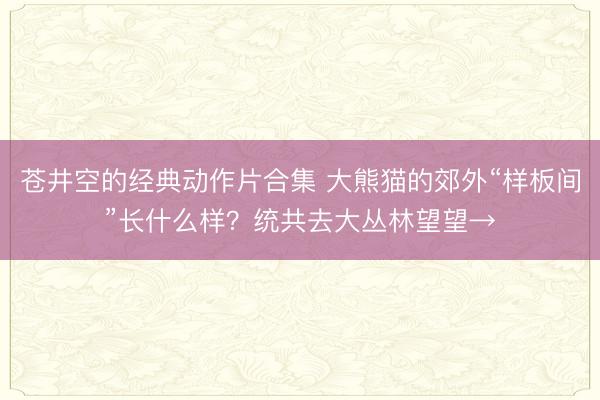 苍井空的经典动作片合集 大熊猫的郊外“样板间”长什么样？统共去大丛林望望→